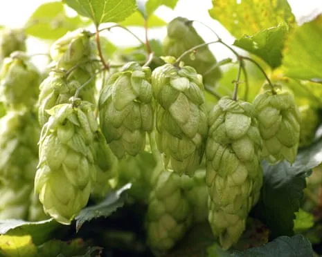 Create A Personal Brewing Corner: Nurturing Hops Is Easy and Rewarding